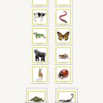 Concept Development Vertebrates - Invertebrates