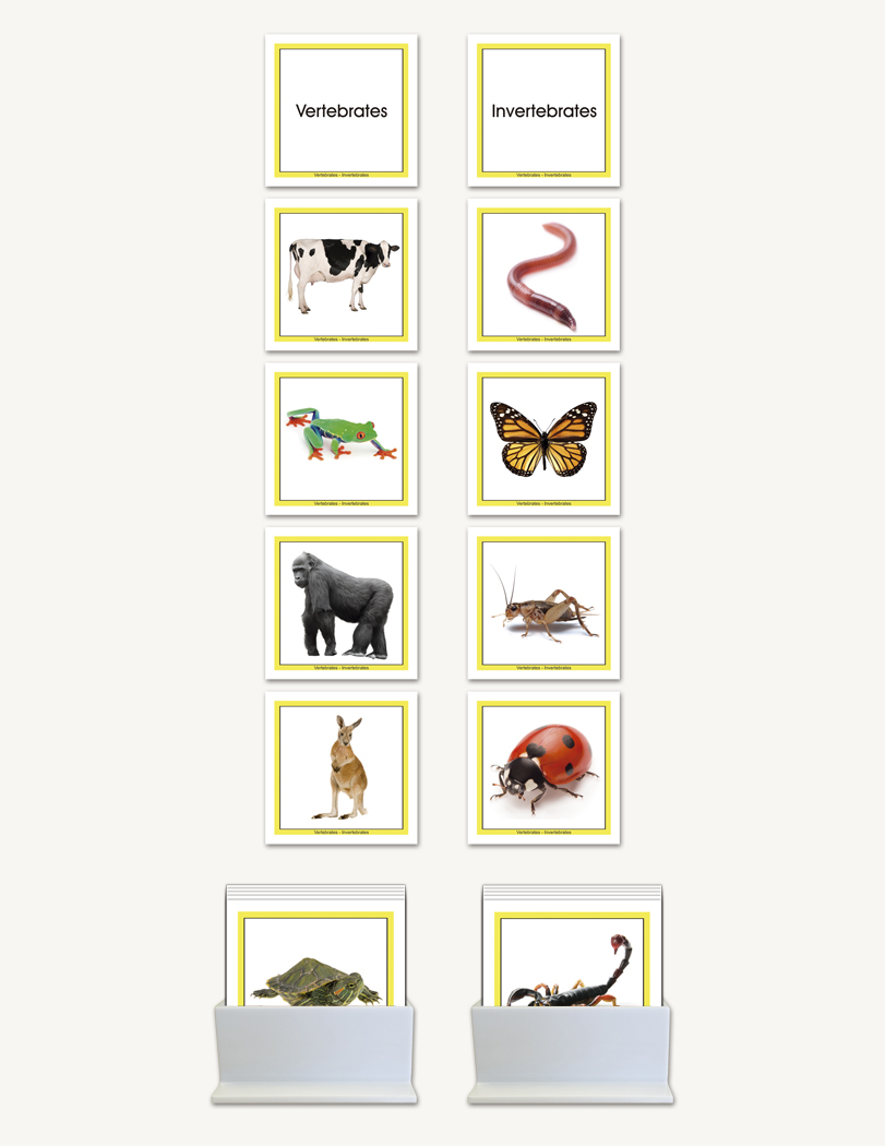 Concept Development Vertebrates - Invertebrates - sku LAP.89 - 1