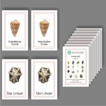 Picture Card Matching- Sea Shells