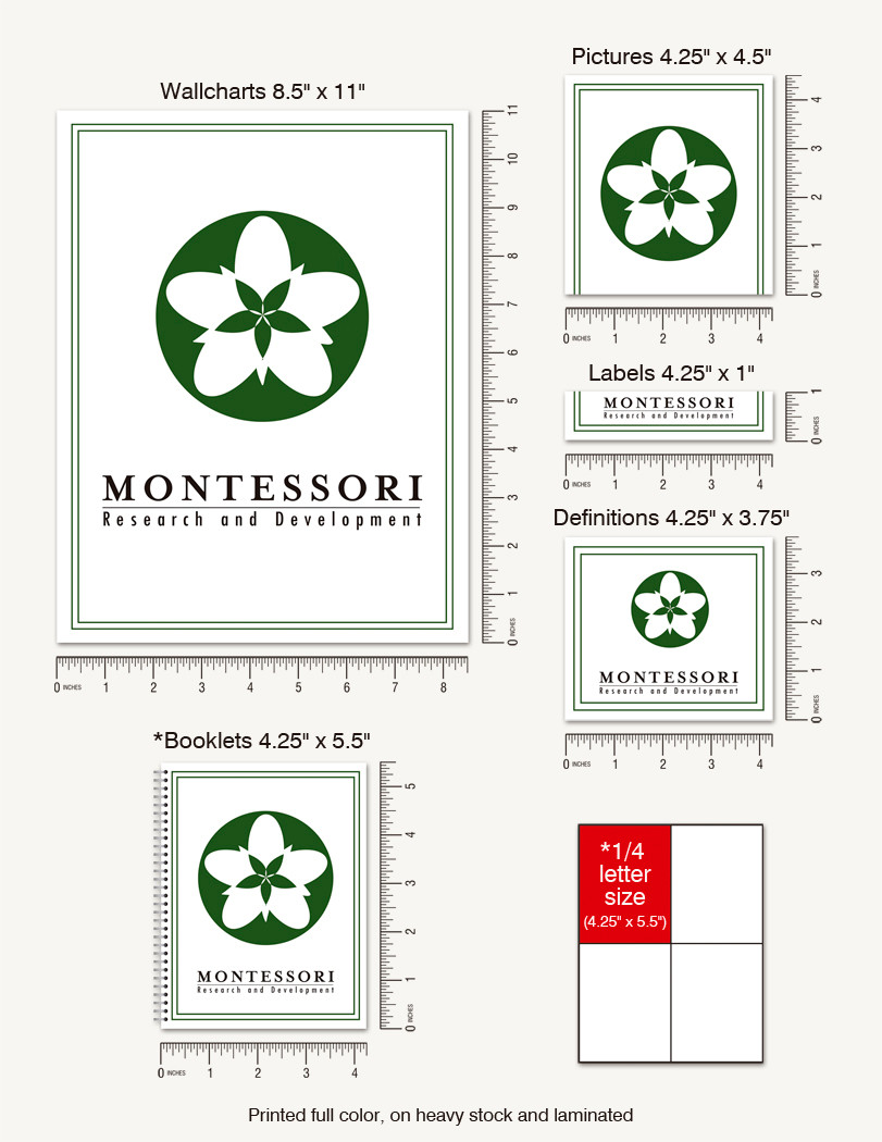 Spider Life Cycle Wallchart - 1