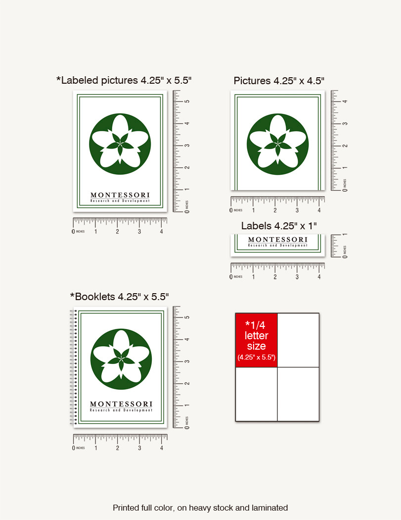 Ant Life Cycle Wallchart - 1