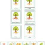 Botany Early Childhood Nomenclature SPANISH