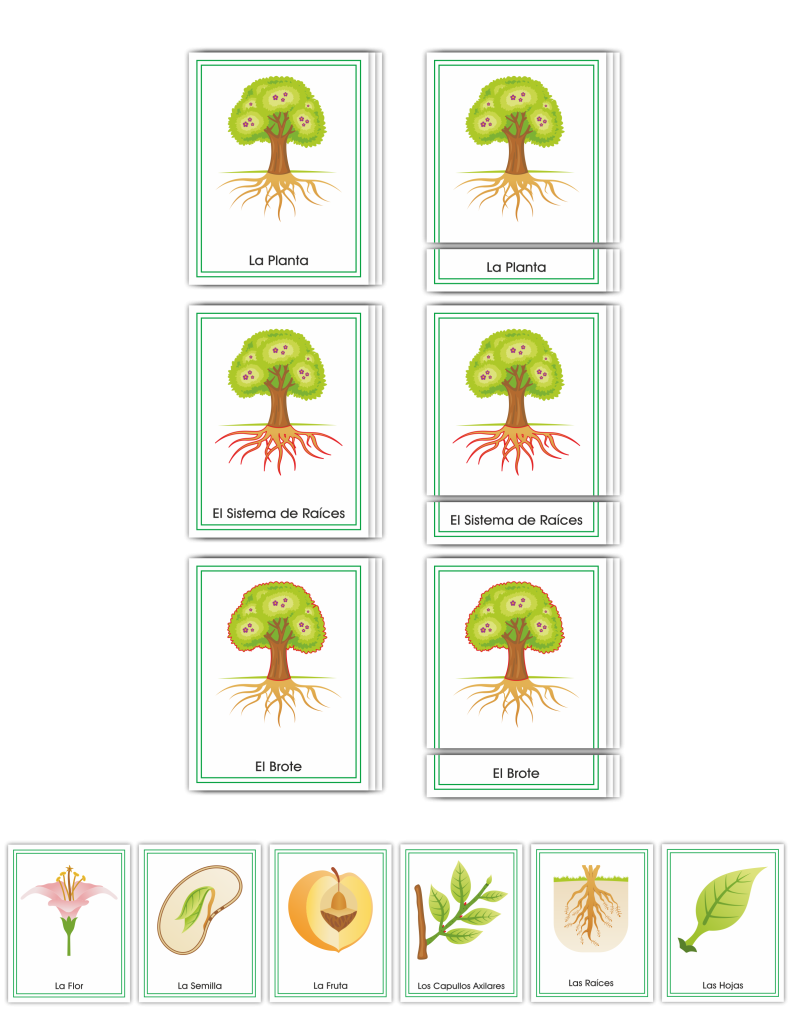 Botany Early Childhood Nomenclature SPANISH