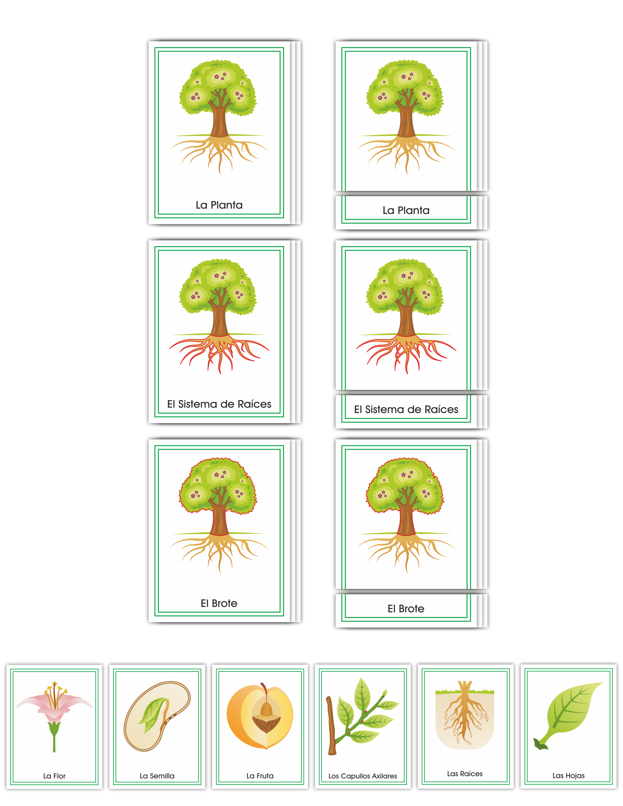 Botany Early Childhood Nomenclature SPANISH - 1