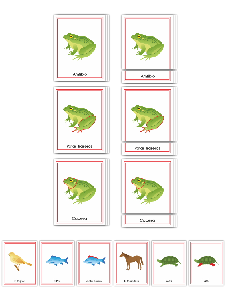 Zoology Early Childhood Nomenclature SPANISH