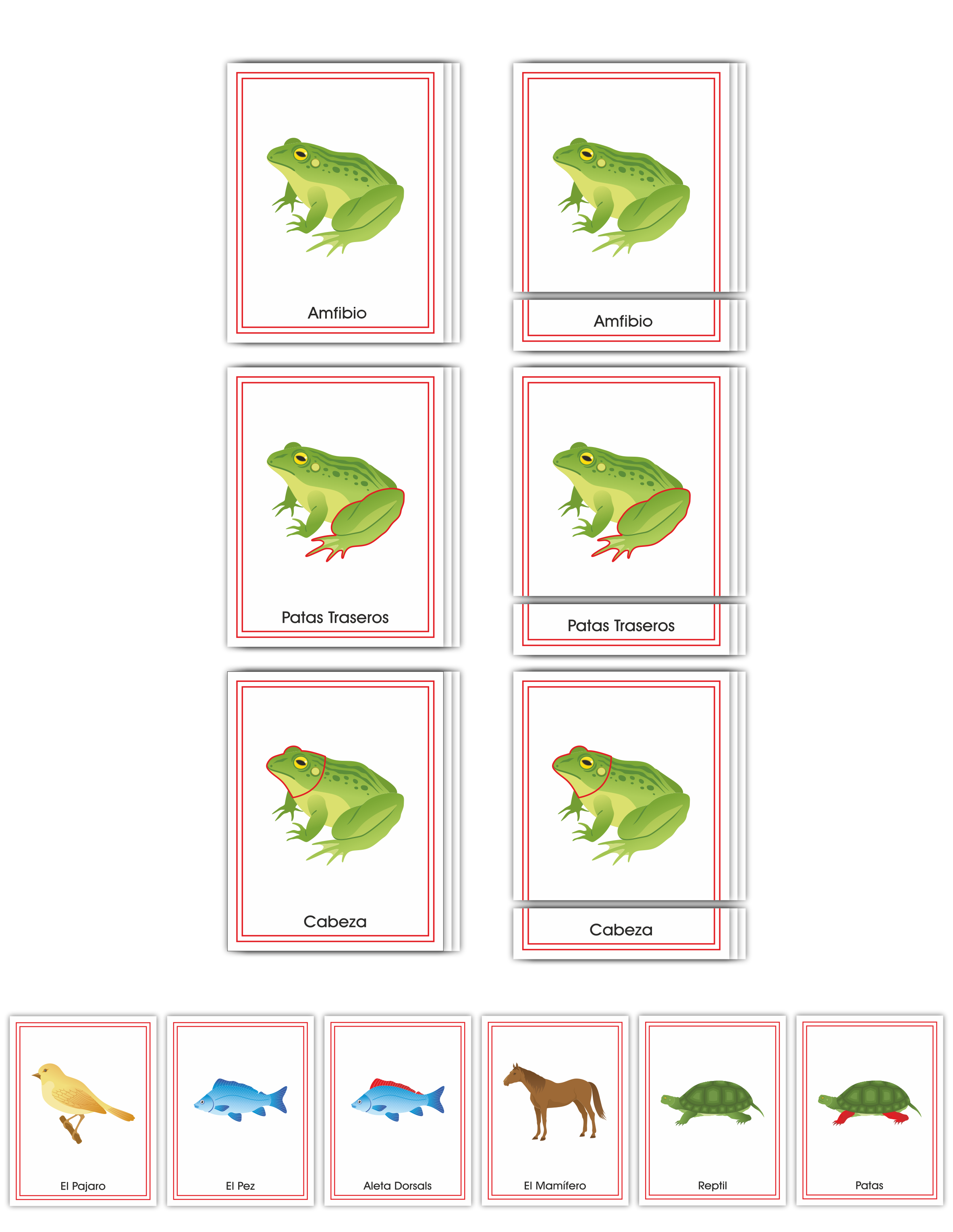 Zoology Early Childhood Nomenclature SPANISH - 1